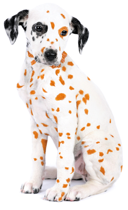 leistungen_hund.jpg