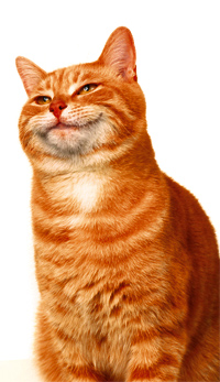 leistungen_katze.jpg
